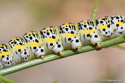 Cucullia scrophulariae S Hermon, 2050 m. Geotagged,Shargacucullia scrophulariae,Summer,Water Betony