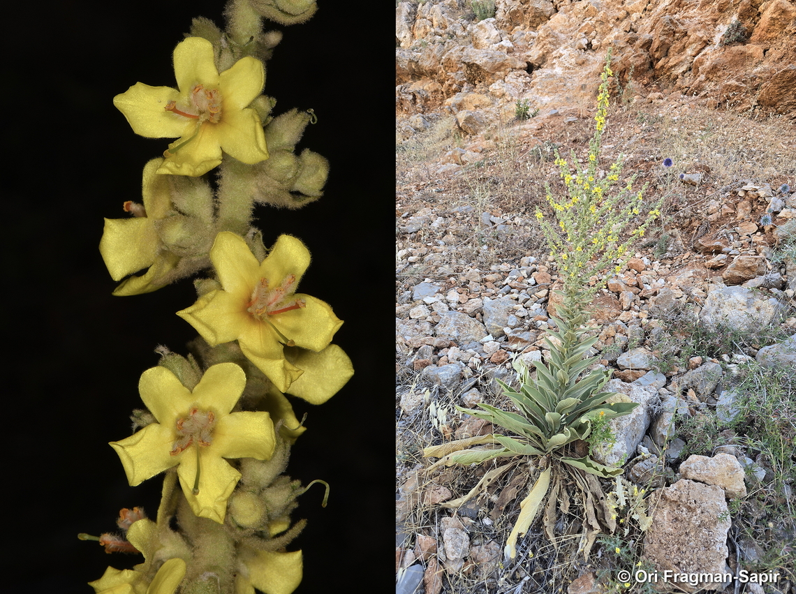 Verbascum sinaiticum  Geotagged,Summer,Verbascum sinaiticum