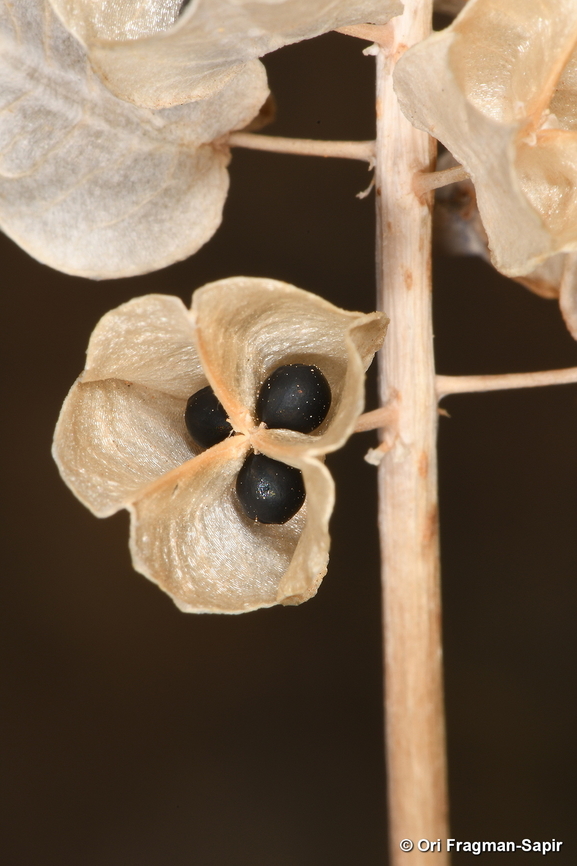 Muscari inconstrictum S Hermon, 1300 m. Geotagged,Muscari inconstrictum,Summer