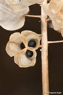 Muscari inconstrictum S Hermon, 1300 m. Geotagged,Muscari inconstrictum,Summer