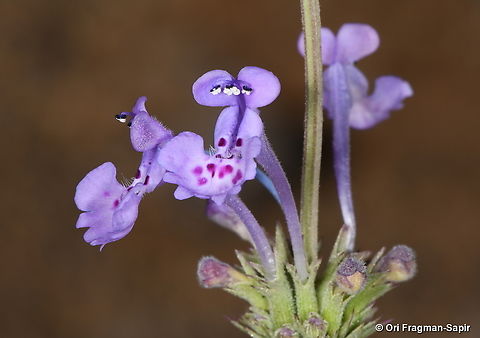 Nepeta glomerata  Geotagged,Nepeta glomerata,Summer