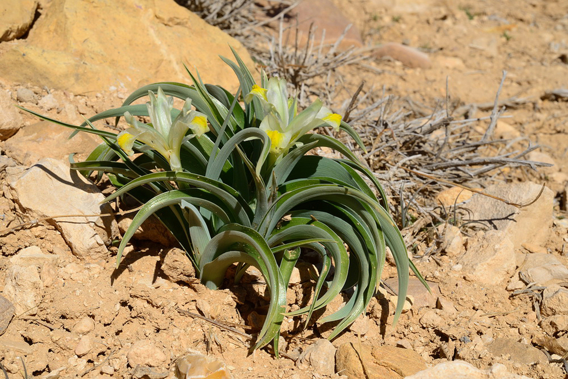 Iris moabitica S Jordan, Nakeb 1500m Geotagged,Iris moabitica,Jordan,Winter