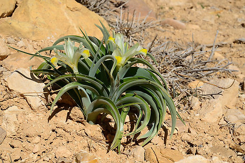 Iris moabitica S Jordan, Nakeb 1500m Geotagged,Iris moabitica,Jordan,Winter