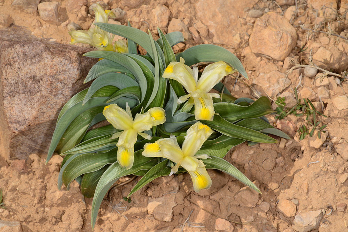 Iris moabitica S Jordan, Nakeb 1500m Geotagged,Iris moabitica,Jordan,Winter