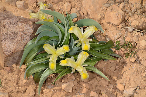 Iris moabitica S Jordan, Nakeb 1500m Geotagged,Iris moabitica,Jordan,Winter