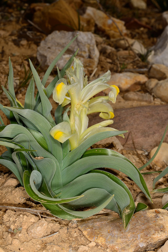 Iris moabitica S Jordan, Nakeb 1500m Geotagged,Iris moabitica,Jordan,Winter