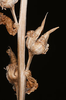 Mosheovia galilaea fruiit  Mosheovia galilaea