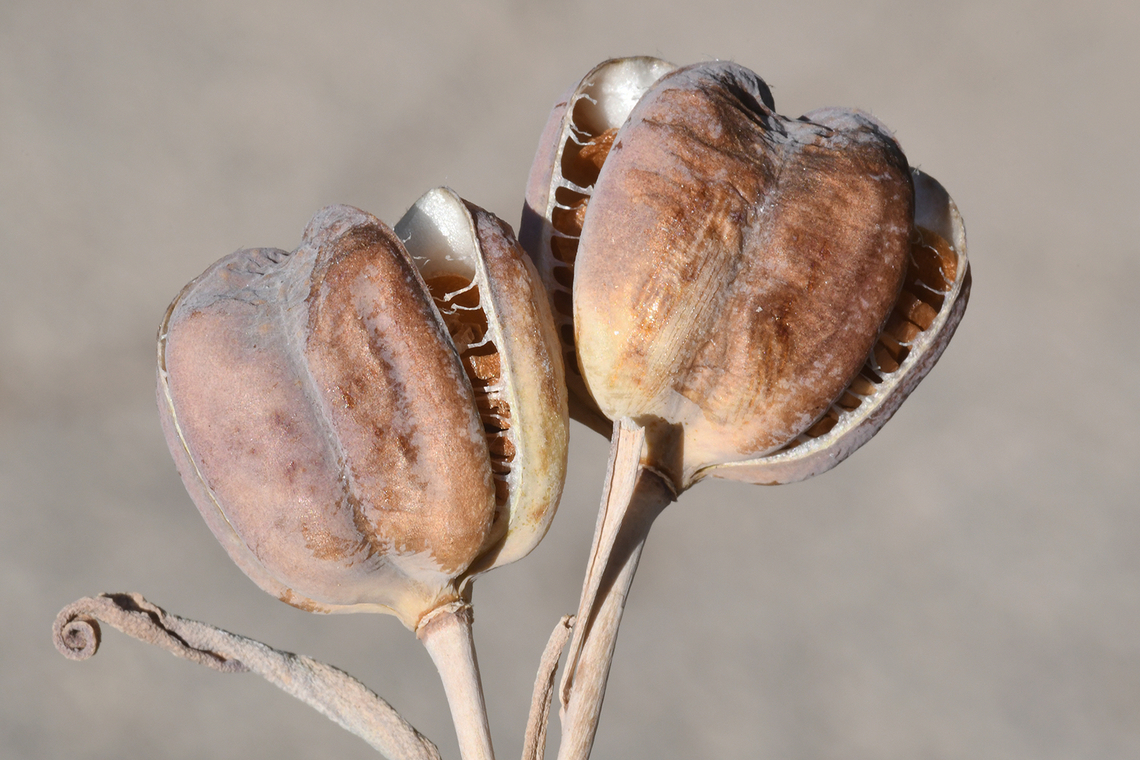 Fritillaria crassifolia fruit Hermon,  2700 m. Fritillaria crassifolia,Geotagged,Lebanon,Summer