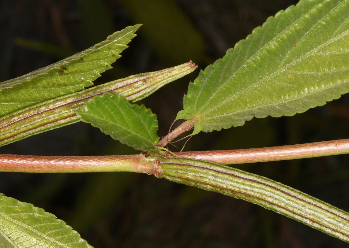 Corchorus olitorius Golan, Ein Tina Corchorus olitorius,Geotagged,Israel,Summer