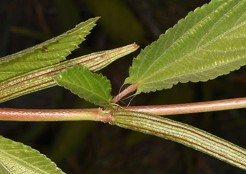 Corchorus olitorius Golan, Ein Tina Corchorus olitorius,Geotagged,Israel,Summer
