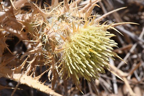 Carlina frigida  Carlina frigida,Geotagged,Summer