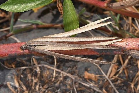 Corchorus olitorius fruit Golan, Ein Tina Corchorus olitorius,Geotagged,Israel,Summer