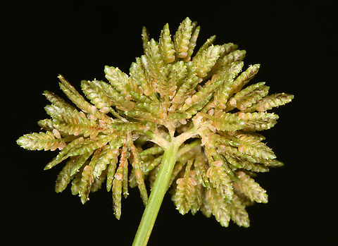 Cyperus difformis Golan, Ein Tina Cyperus difformis,Geotagged,Israel,Summer,Variable flatsedge