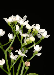 Galium elongatum N Israel, Hula Valley, Hula Reserve Galium elongatum,Geotagged,Israel,Summer