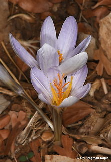 Crocus hermoneus ssp. hermoneus Mt Hemon, 1450 m. Crocus hermoneus,Fall,Geotagged