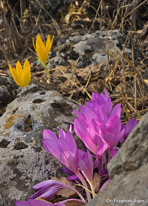 Colchicum feinbruniae and Sternbergia clusiana E Golan, Mt Hozek Colchicum feinbruniae,Fall,Geotagged