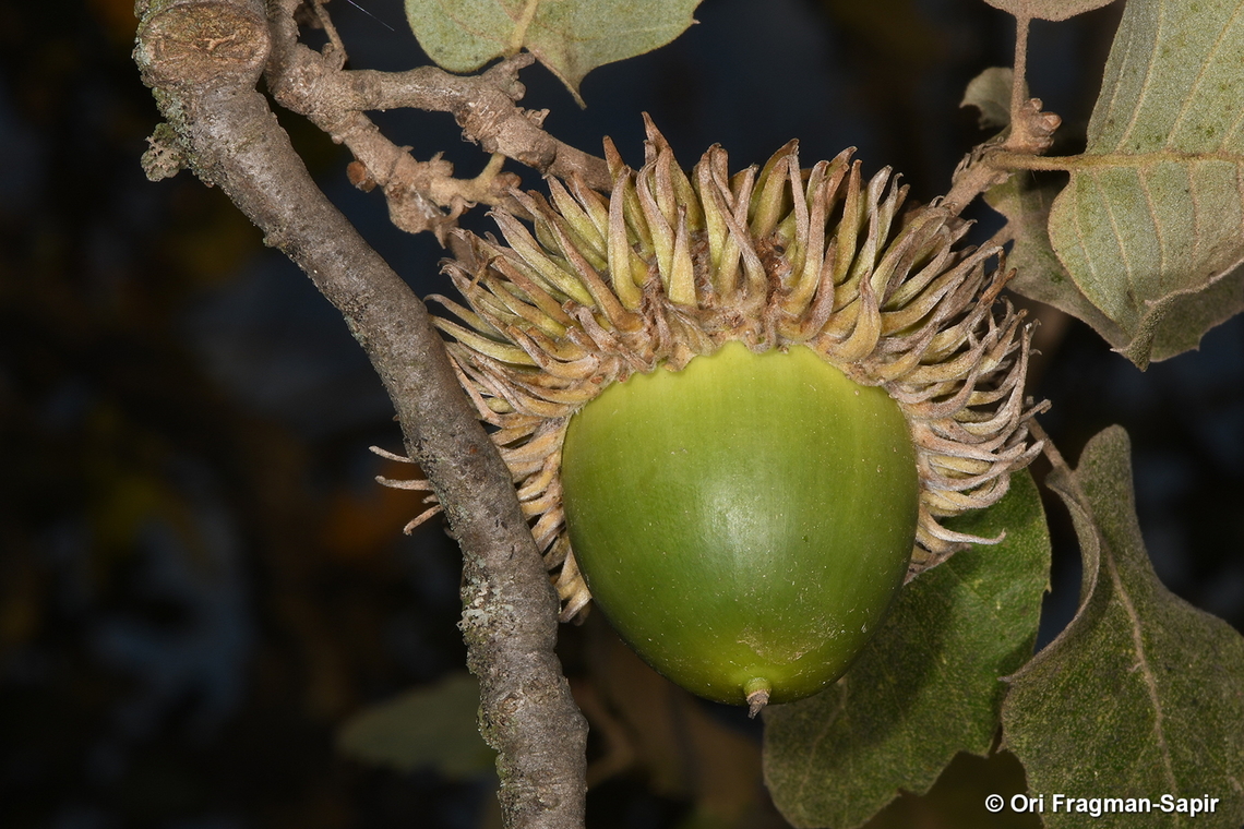 Quercus ithaburensis E Golan, Mt Hozek Fall,Geotagged,Quercus ithaburensis,Valonia Oak