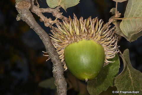 Quercus ithaburensis E Golan, Mt Hozek Fall,Geotagged,Quercus ithaburensis,Valonia Oak