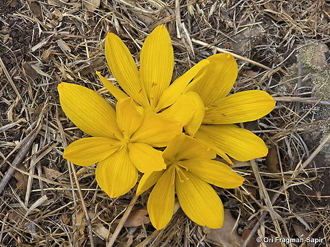 Sternbergia clusiana E Golan, Mt Hozek Fall,Geotagged,Sternbergia clusiana
