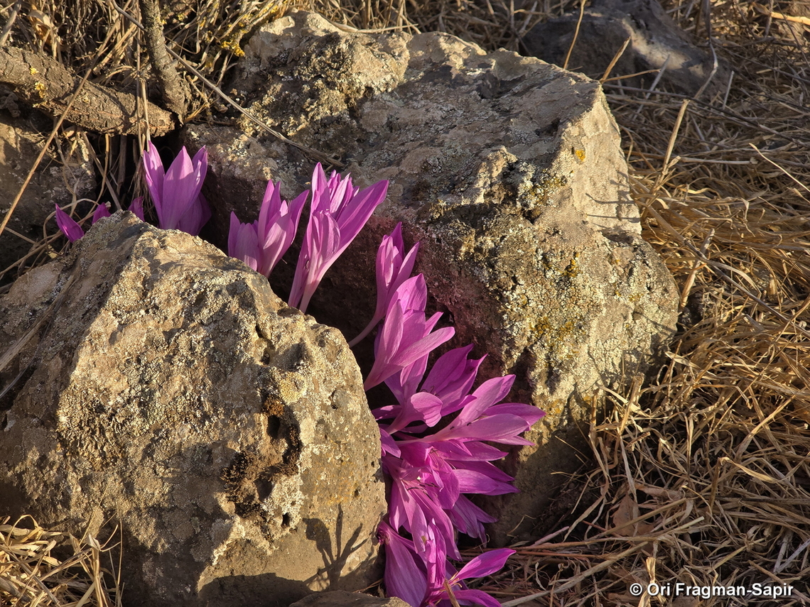 Colchicum feinbruniae E Golan, Mt Hozek Colchicum feinbruniae,Fall,Geotagged