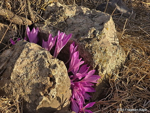 Colchicum feinbruniae E Golan, Mt Hozek Colchicum feinbruniae,Fall,Geotagged