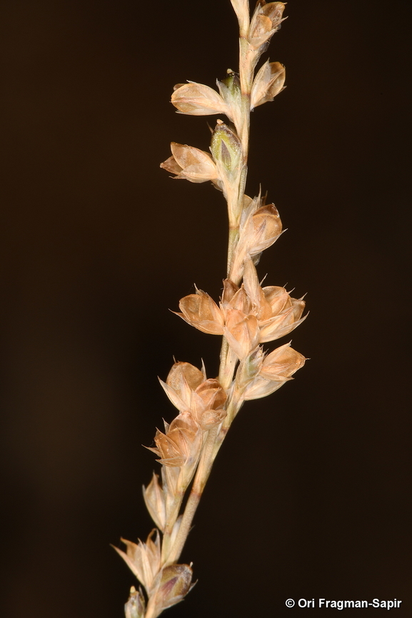 Bufonia virgata Mt Hermon, 1450 m. Boronia virgata,Fall,Geotagged