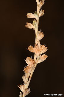 Bufonia virgata Mt Hermon, 1450 m. Boronia virgata,Fall,Geotagged