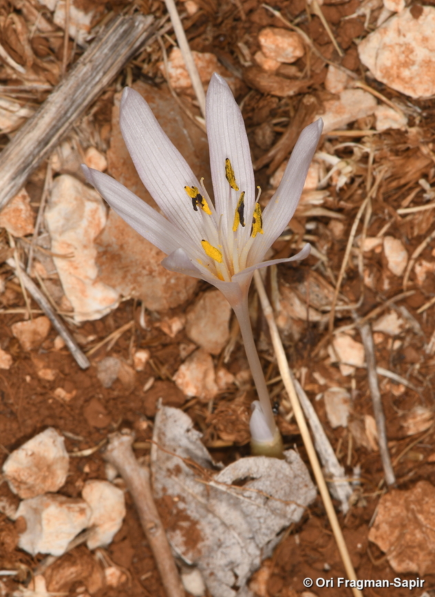 Colchicum antilibanoticum Mt Hemon, 1450 m. Colchicum antilibanoticum,Fall,Geotagged