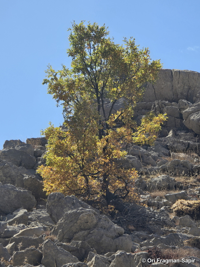 Quercus look  Fall,Geotagged,Quercus Look,Quercus look