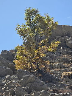Quercus look  Fall,Geotagged,Quercus Look,Quercus look