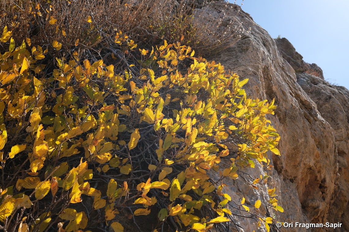 Rhamnus libanotica Mt Hermon, 1950 m. Fall,Geotagged,Lebanese buckthorn,Rhamnus libanotica