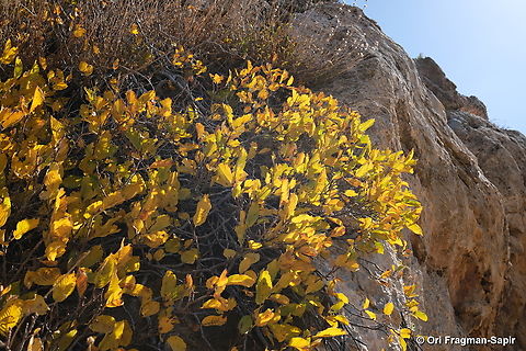 Rhamnus libanotica Mt Hermon, 1950 m. Fall,Geotagged,Lebanese buckthorn,Rhamnus libanotica