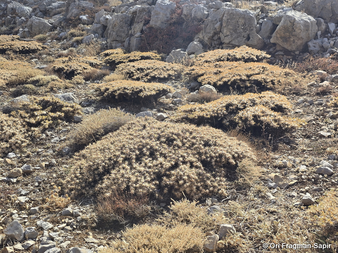Astragalus echinus  Astragalus echinus,Fall,Geotagged