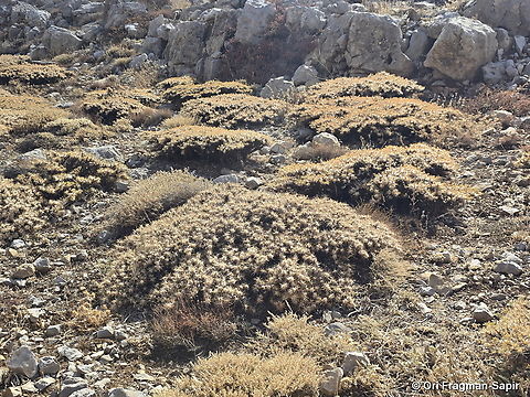 Astragalus echinus  Astragalus echinus,Fall,Geotagged