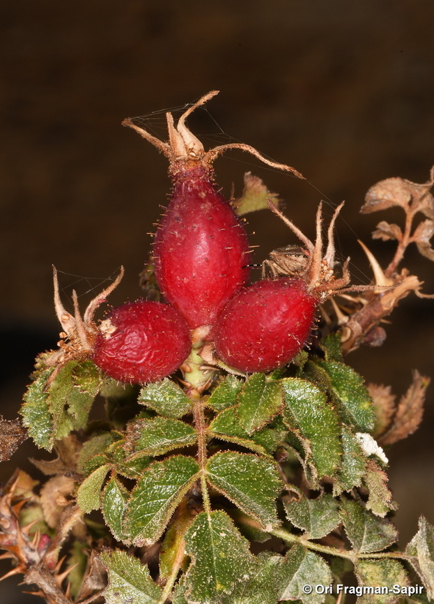 Rosa pulverulenta  Fall,Geotagged,Rosa pulverulenta