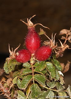 Rosa pulverulenta  Fall,Geotagged,Rosa pulverulenta
