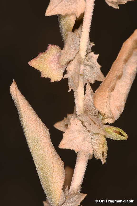 Atriplex rosea Mt Hermon, 2000m. Atriplex rosea,Fall,Geotagged