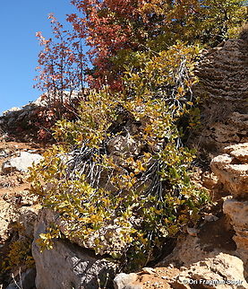 Rhamnus libanotica  Fall,Geotagged,Lebanese buckthorn,Rhamnus libanotica