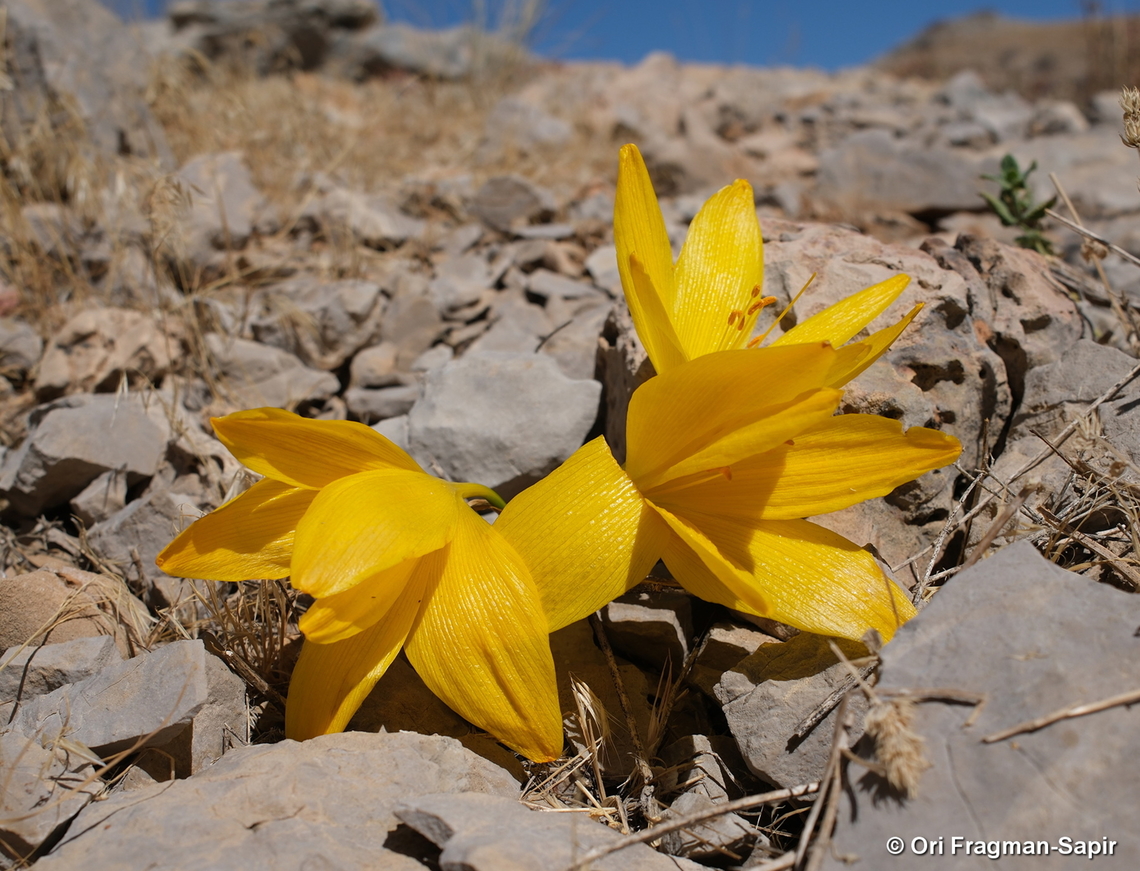 Sternbergia clusiana Mt Hermon, 1920 m. Fall,Geotagged,Sternbergia clusiana