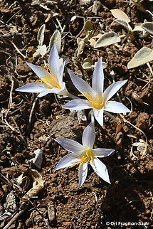 Crocus hermoneus  Crocus hermoneus,Fall,Geotagged