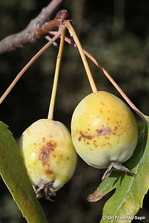 Eriolobus trilobatus  Eriolobus trilobatus,Fall,Geotagged