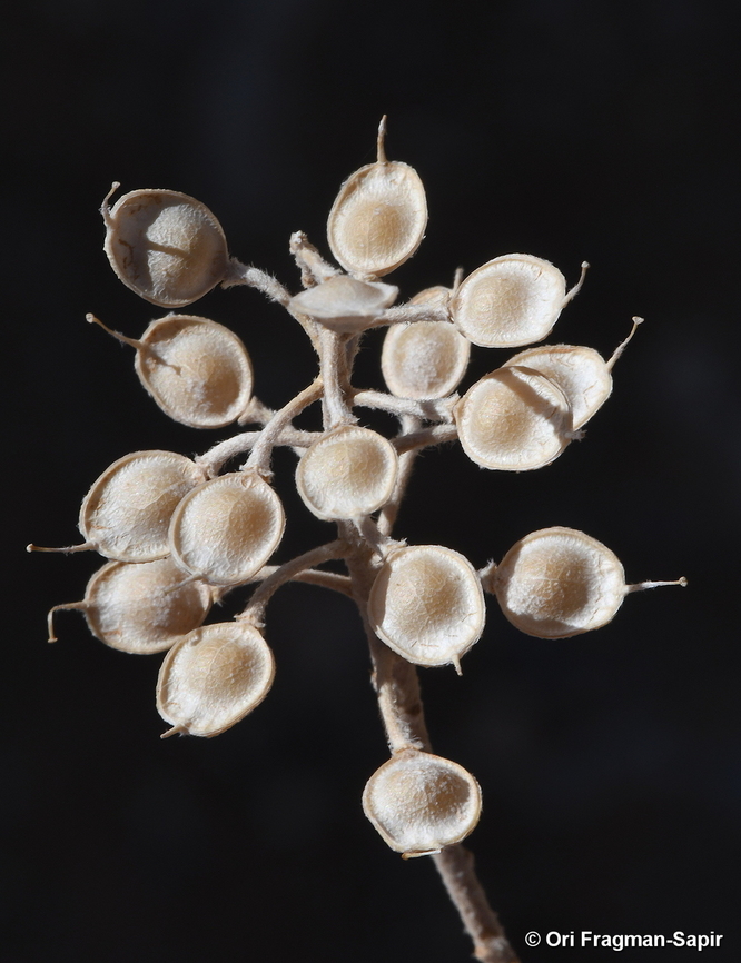 Alyssum baumgartnerianum  Alyssum baumgartnerianum,Fall,Geotagged