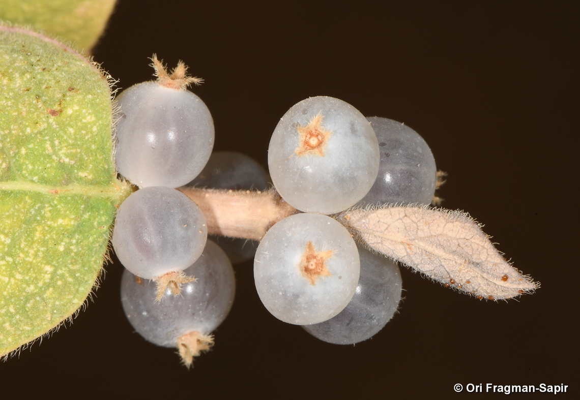 Lonicera nummulariifolia  Fall,Geotagged,Lonicera nummulariifolia