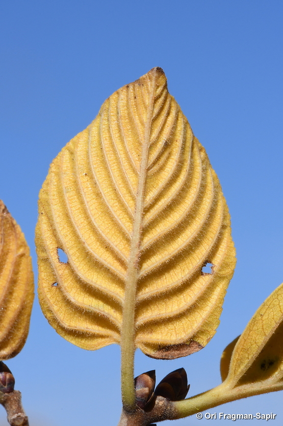 Rhamnus libanotica  Fall,Geotagged,Lebanese buckthorn,Rhamnus libanotica