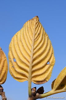 Rhamnus libanotica  Fall,Geotagged,Lebanese buckthorn,Rhamnus libanotica