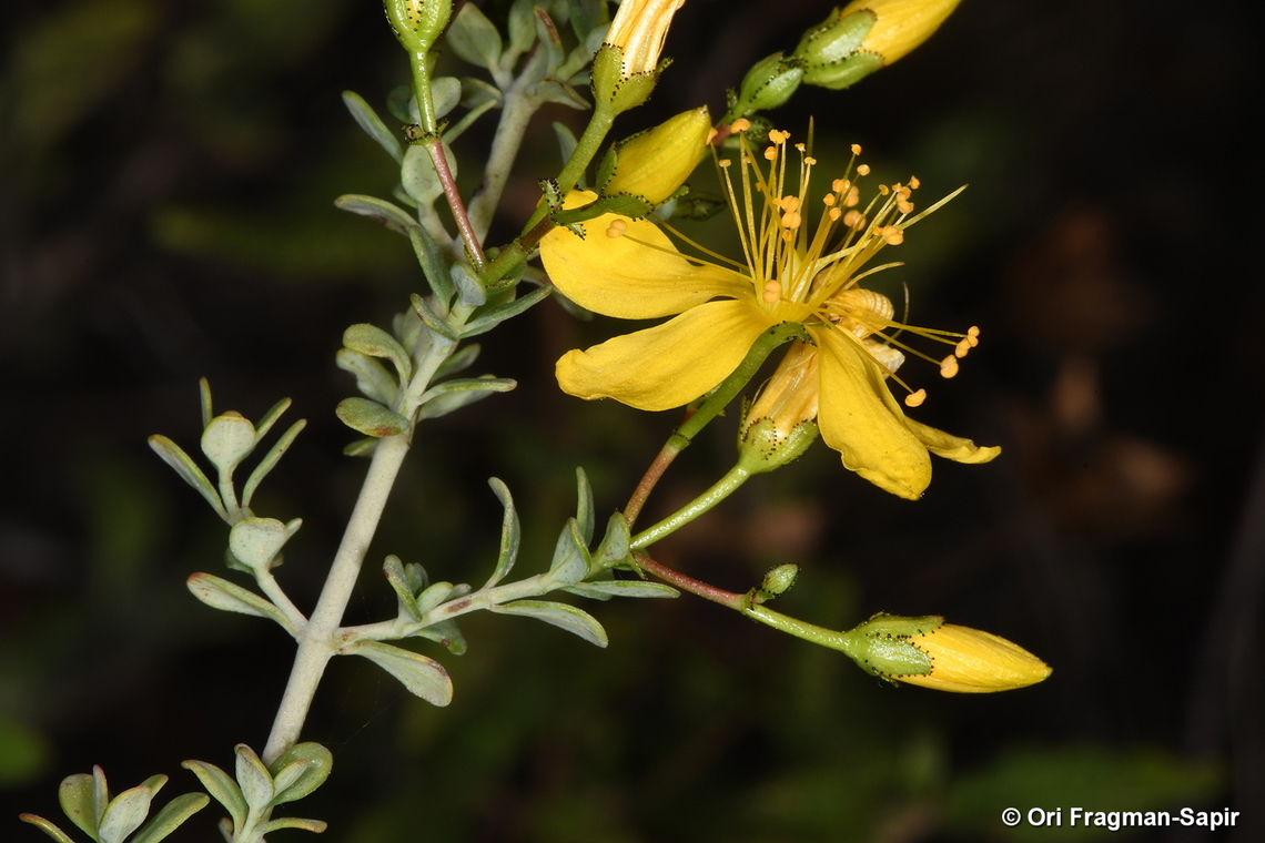 Hypericum thymifolium  Fall,Geotagged,Hypericum thymifolium,Israel