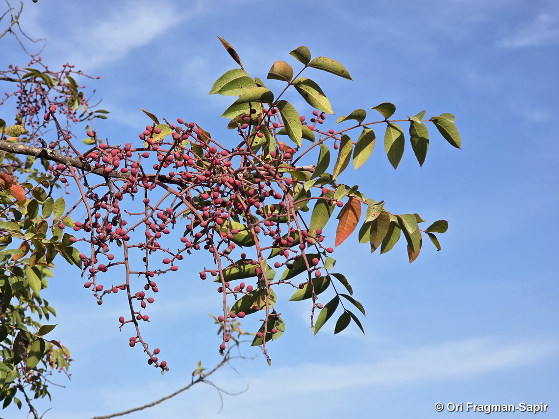 Pistacia terebinthus ssp. palaestina  Fall,Geotagged,Israel,Pistacia terebinthus,Turpentine tree