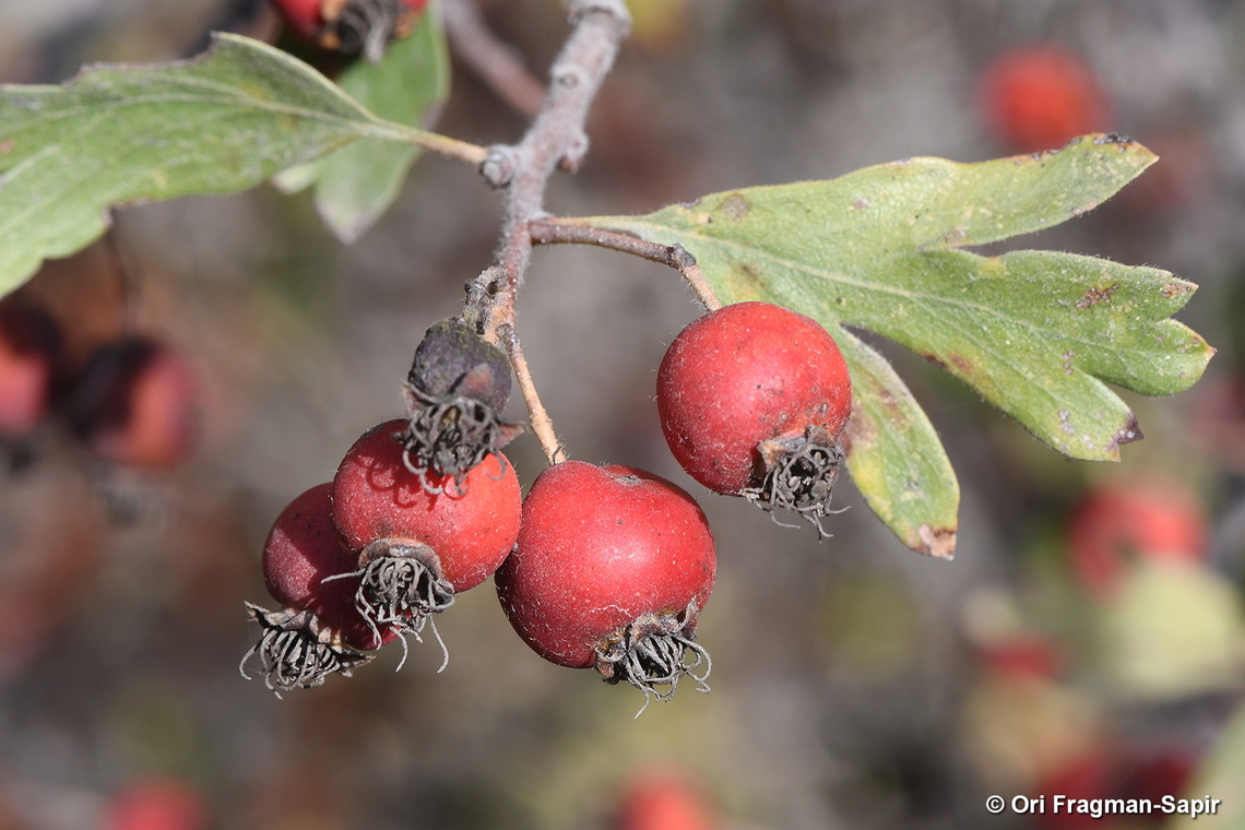 Crataegus azarolus  Azarole,Crataegus azarolus,Fall,Geotagged,Israel