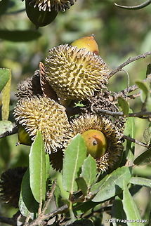 Quercus coccifera  Fall,Geotagged,Israel,Kermes oak,Quercus coccifera