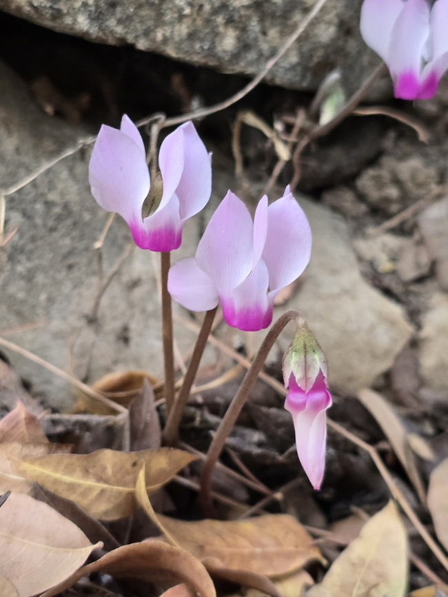 Cyclamen persicum var. autumnale  Cyclamen persicum,Fall,Geotagged,Israel,Persian cyclamen